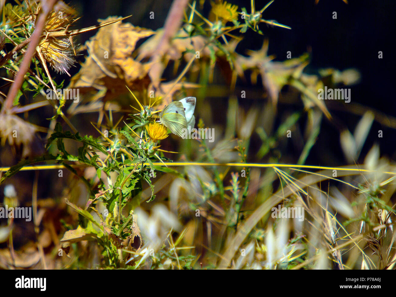 Südliche Kleine weiße Falter (Pieris mannii) am Mavrokolympos Damm in der Mittelmeerinsel Zypern Stockfoto