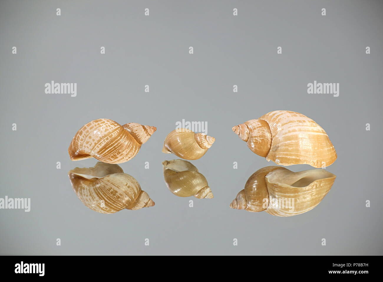 Schalen von großen Teich Schnecke Lymnaea stagnalis, von der Ostsee Stockfoto