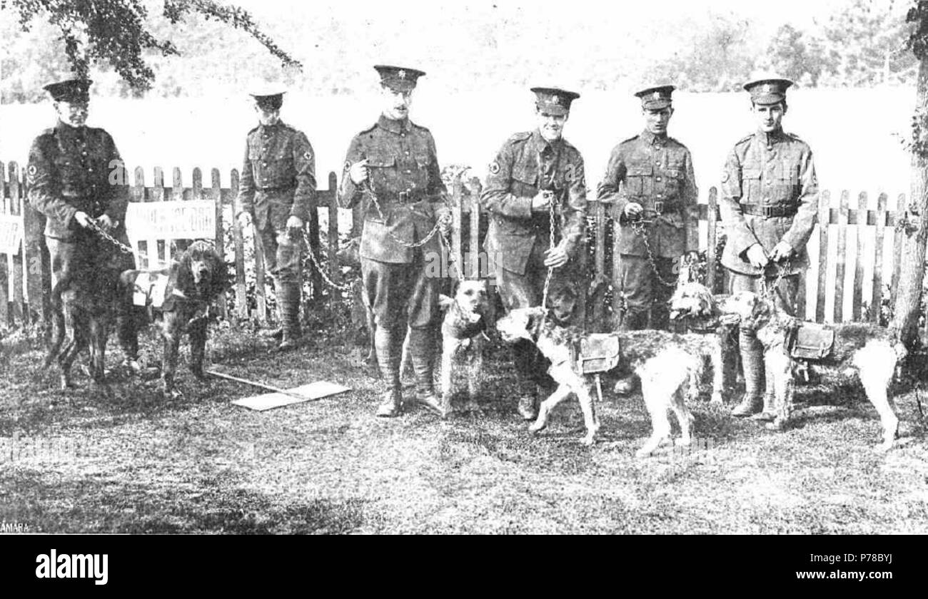 50 Perros de la Cruz Roja británica 1914 Stockfoto