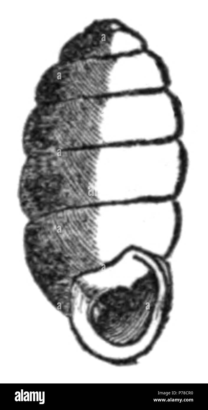 Englisch: Zeichnung der Schale Pupilla blandi. 1905 53 Pupilla blandi Shell Stockfoto