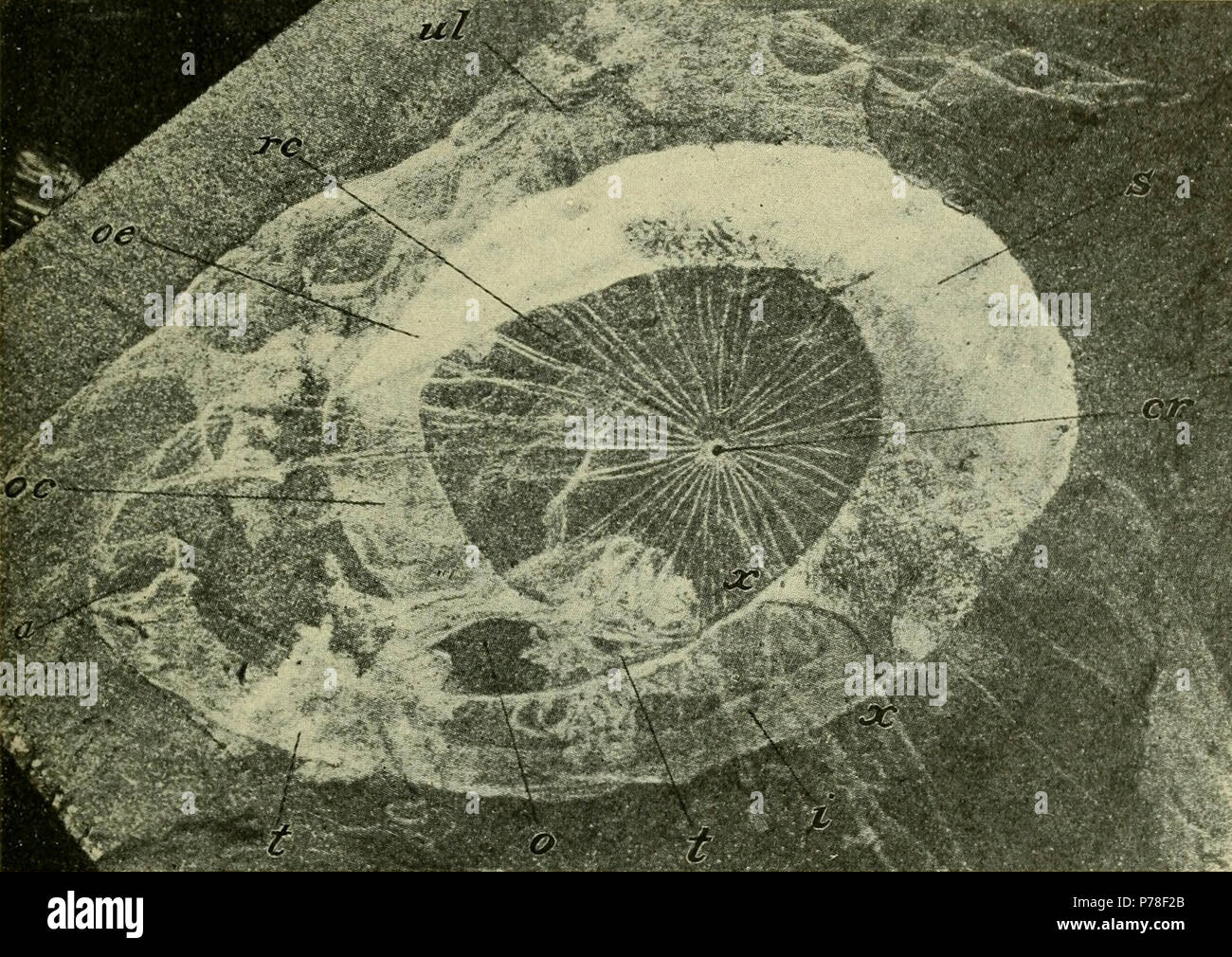 Text Abbildung 5. 1911 67 Walcott Kambrium Geologie und Paläontologie II text Abbildung 05 Stockfoto