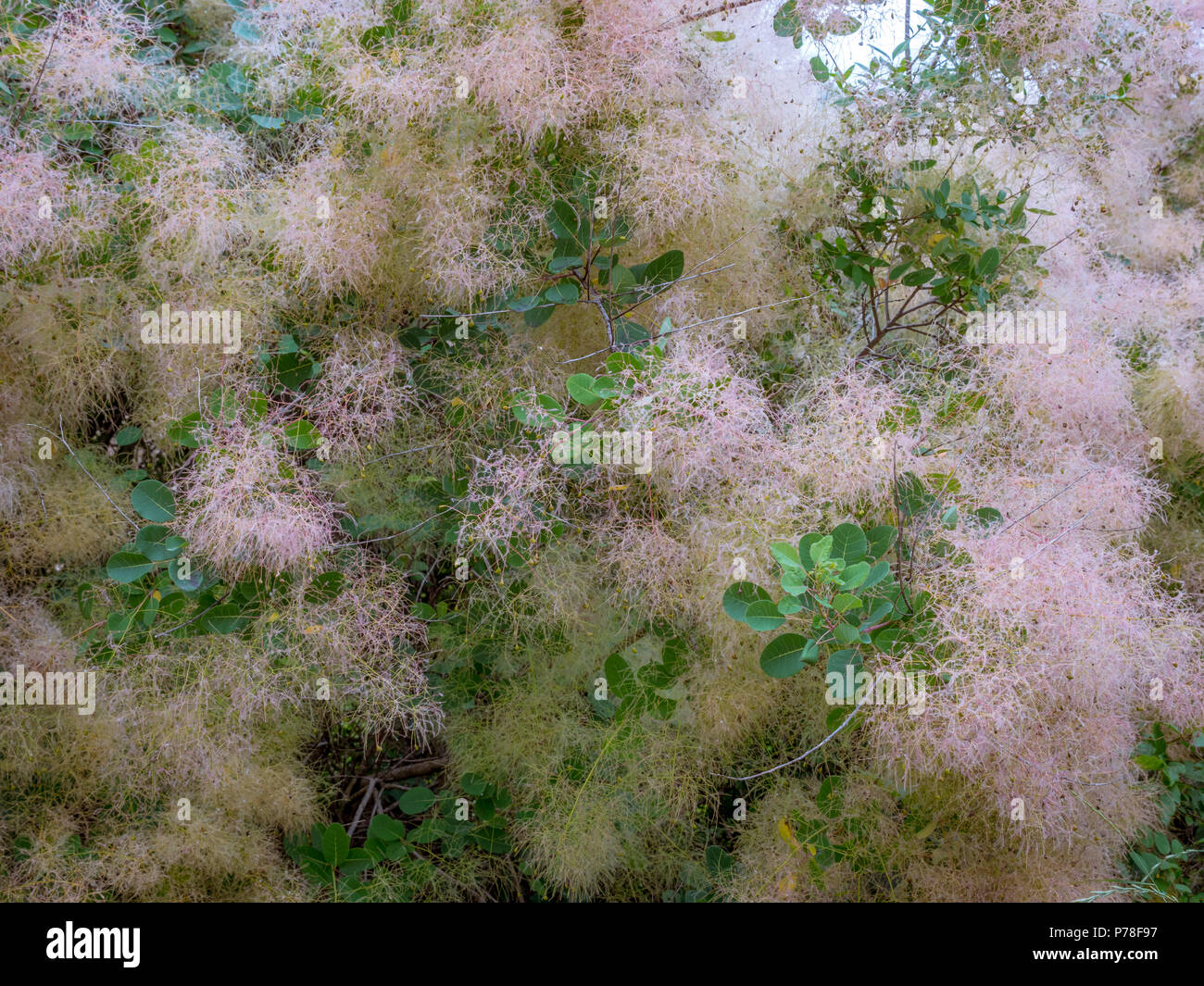 Smoke Tree (Cotinus coggygria), Blüte, Kroatien, Europa Stockfoto