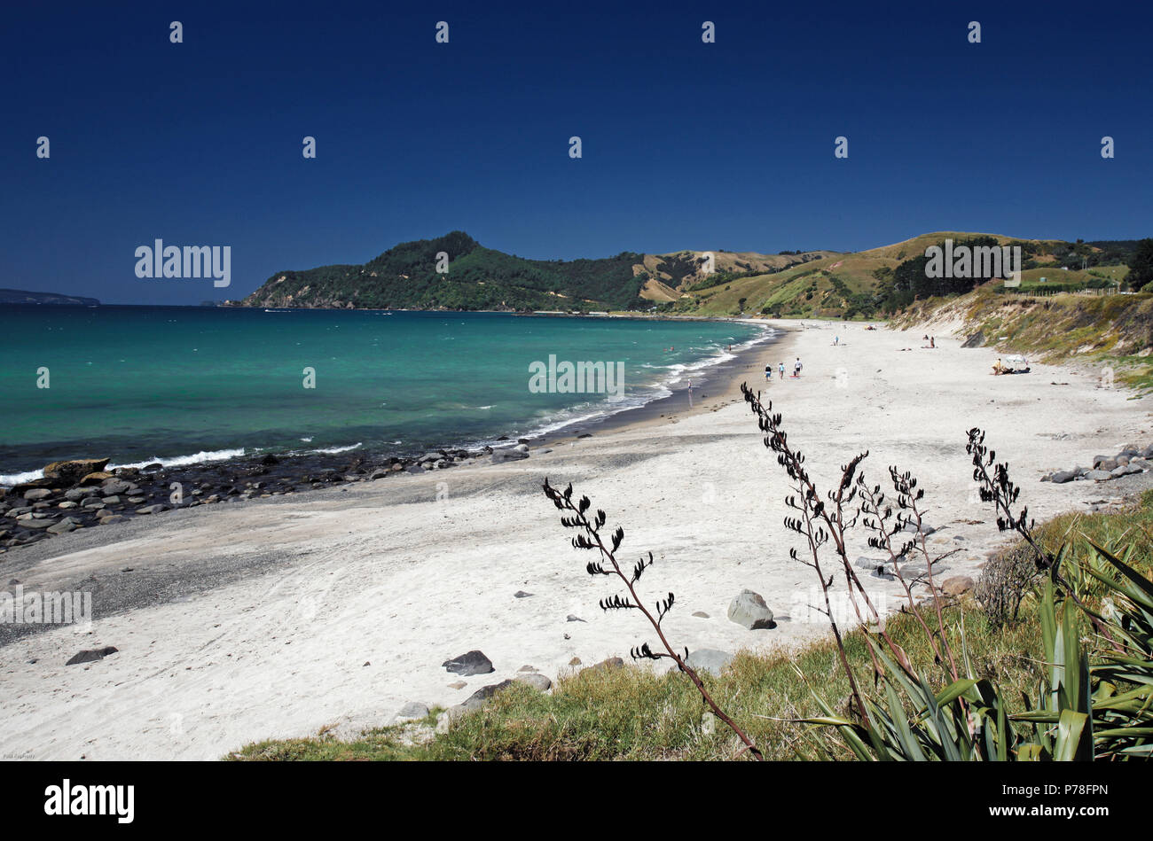 Tag Sommer in Kennedy Bay, Coromandel Halbinsel, Neuseeland Stockfoto