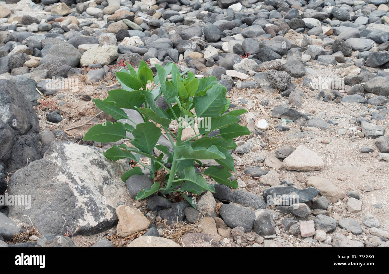 Nicotiana Orvala (Baum Tabak) wachsen auf felsigen Strand in Spanien Stockfoto