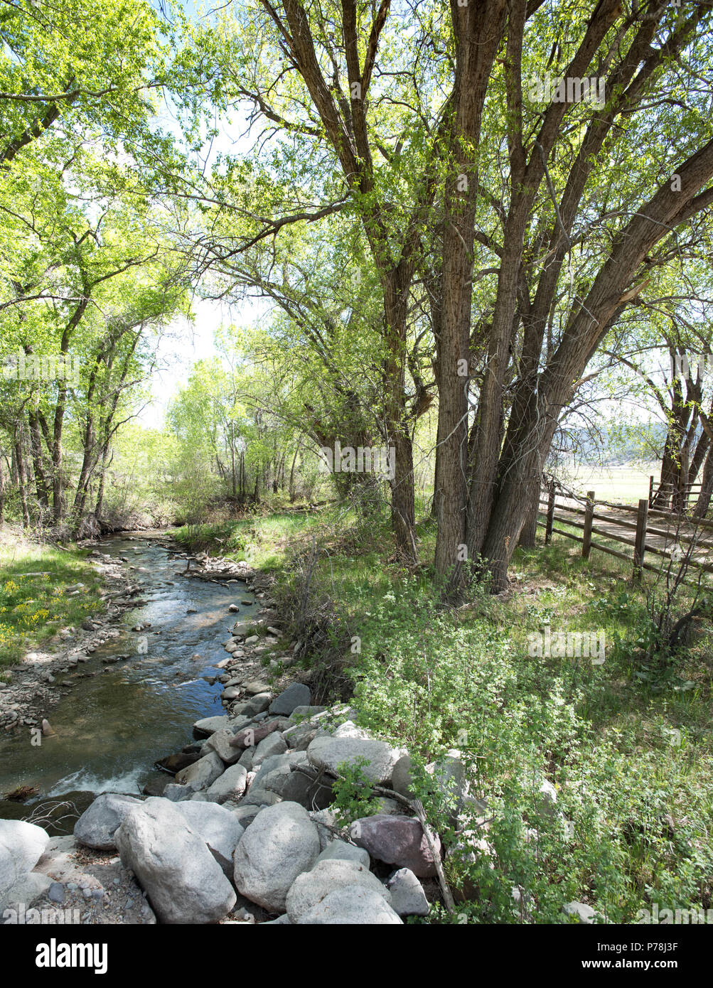 Colorado Landschaft Bach im Frühjahr Stockfoto