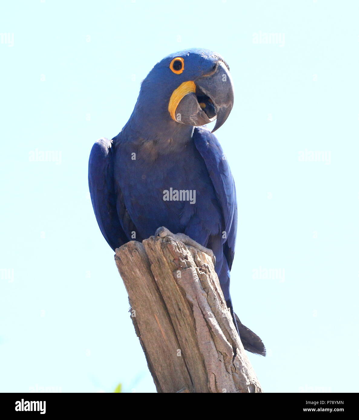Südamerikanische Hyazinthara (Anodorhynchus hyacinthinus). in Nahaufnahme. Stockfoto