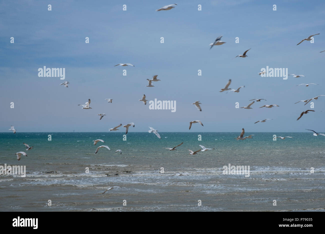 Möwen über der Küste in Bexhill-on-Sea Stockfoto