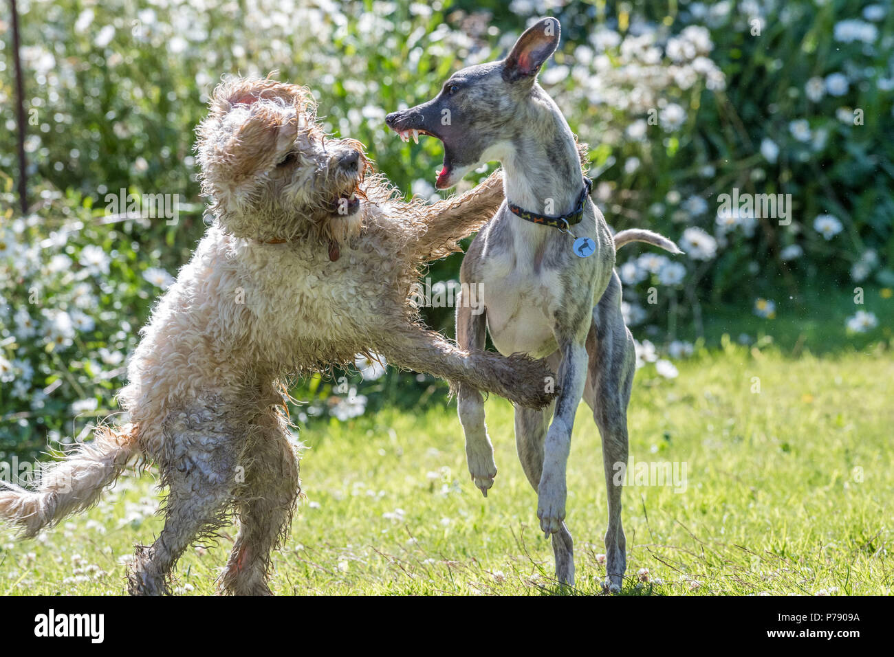 Cockapoo und Whippet Hunde spielen kämpfen. Stockfoto