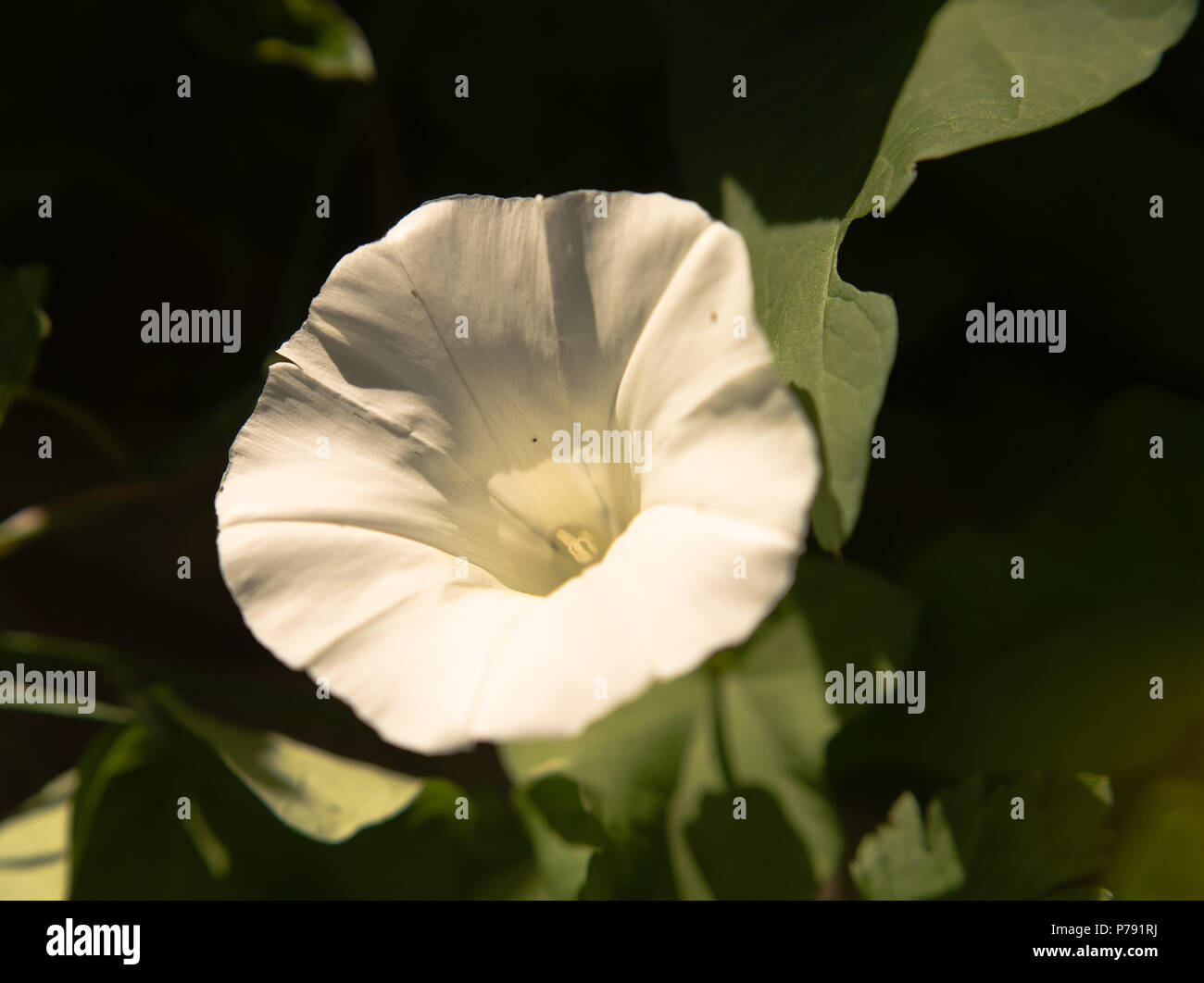 Wilde Blumen im Hinterhof Washington State Stockfoto