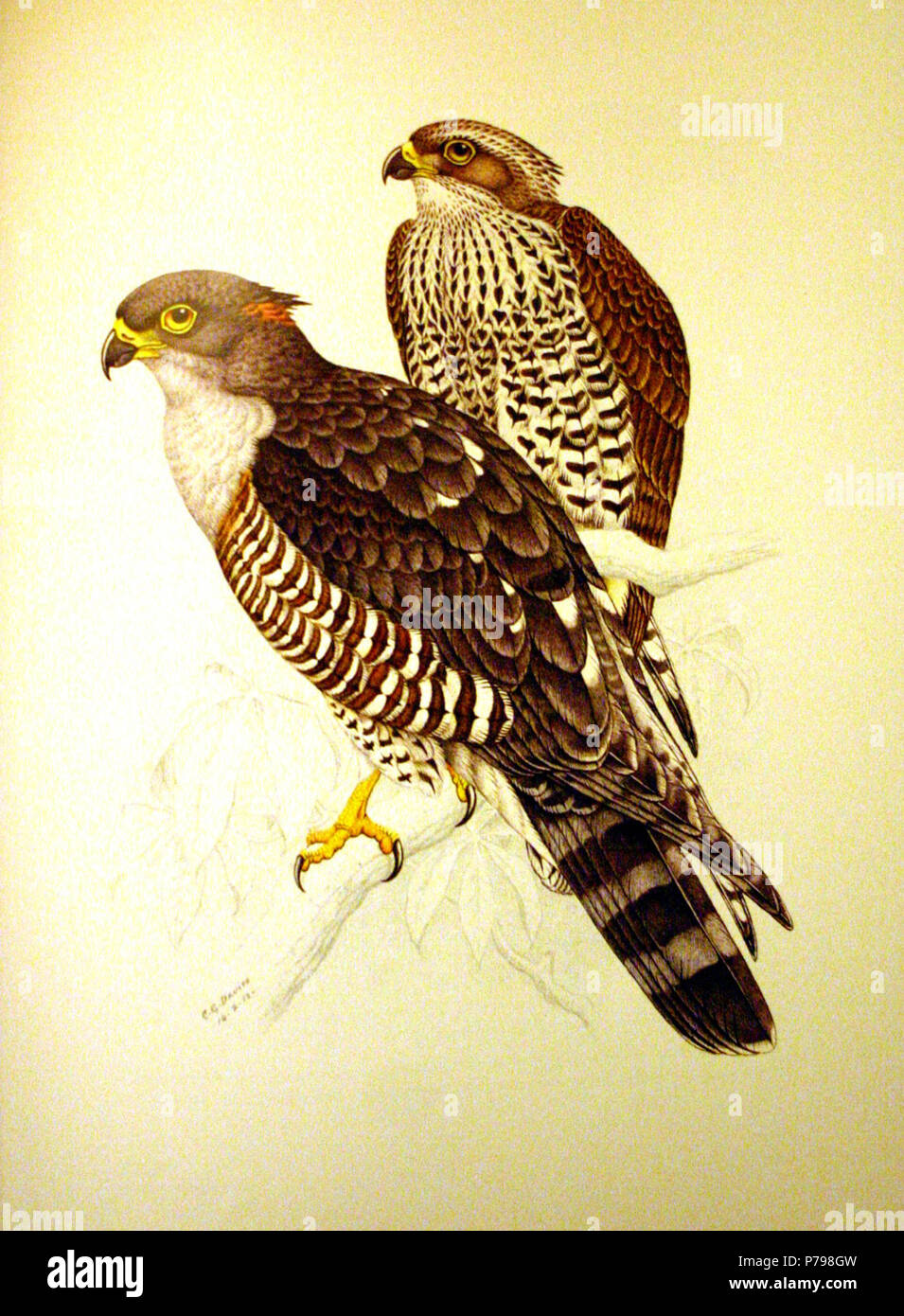 Afrikanische Cuckoo-Hawk (Aviceda cuculoides). 14 Februar 1912 11 Aviceda cuculoides 00 Stockfoto