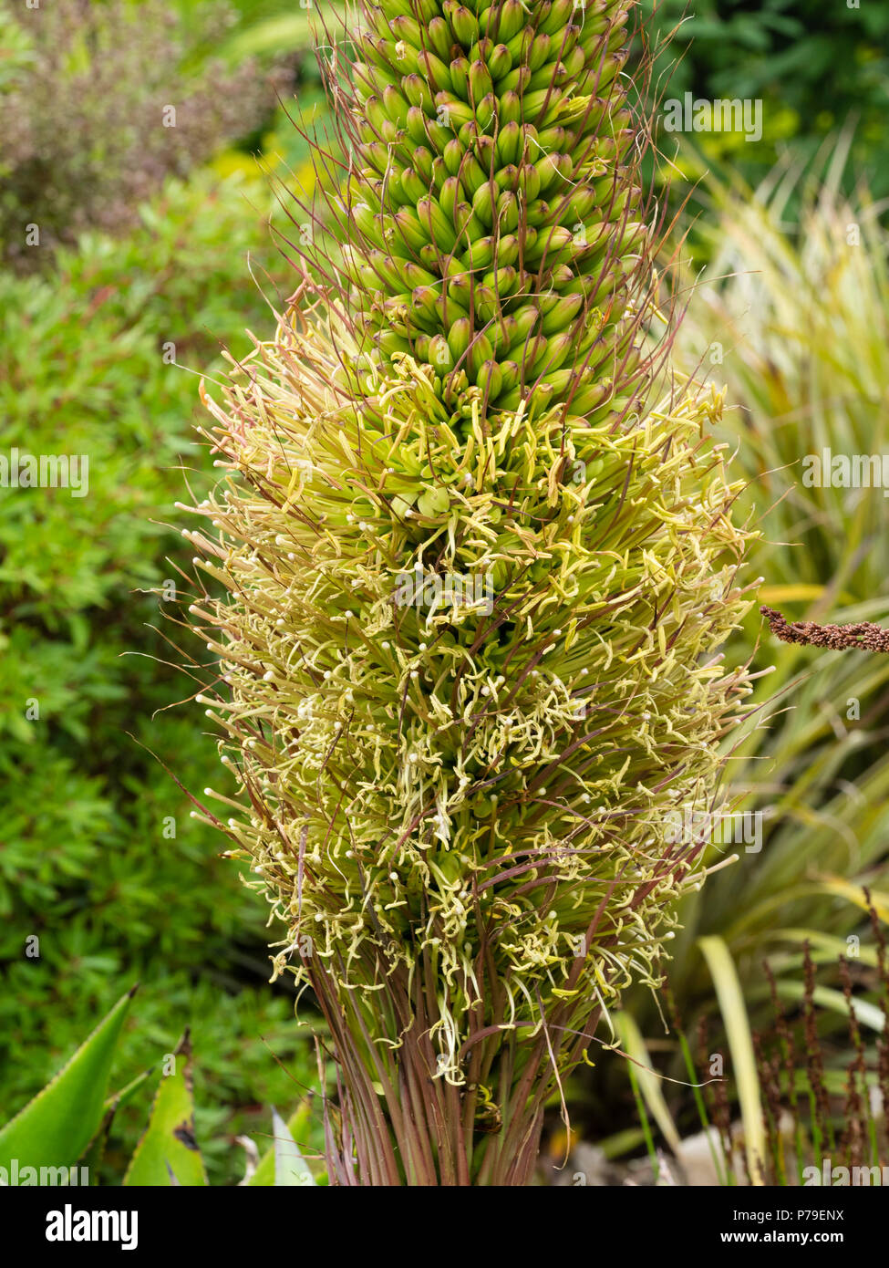 Nahaufnahme der Blumen in der Spitze der Agave mitis var. mitis Stockfoto