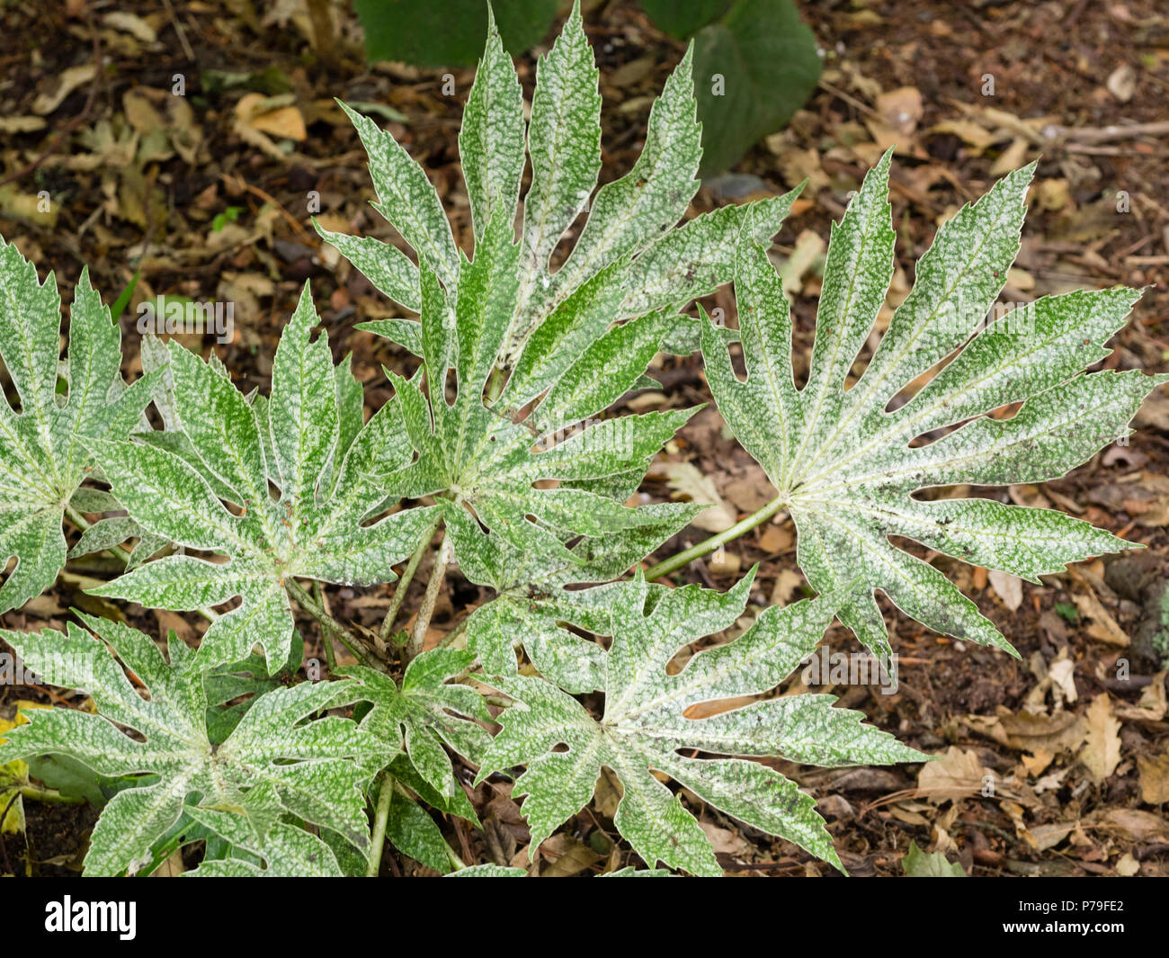 Große, weiße gefleckt palmate Blätter der Hardy immergrüner Strauch, Fatsia japonica 'Spider Web' Stockfoto