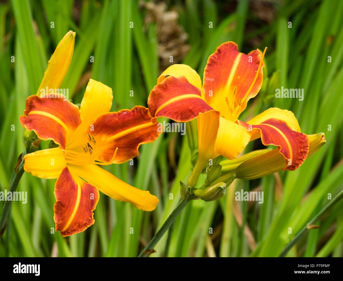 Abwechselnd orange und gelbe Blütenblätter der winterhart, Blüte daylily, Hemerocallis 'Frans Hals' Stockfoto