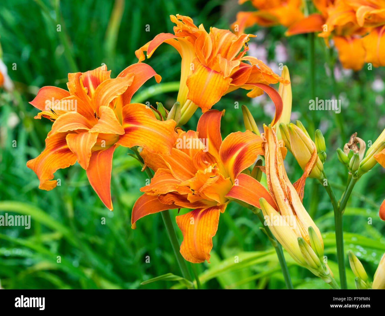 Hemerocallis /"Southport/" Taglilie