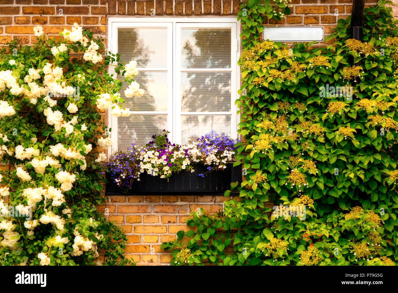 Gemauerte Wand mit Fenstern und Blumenksten mit blhenden Pflanzen in  kleinen schwedischen Stadt Raa Stockfotografie - Alamy