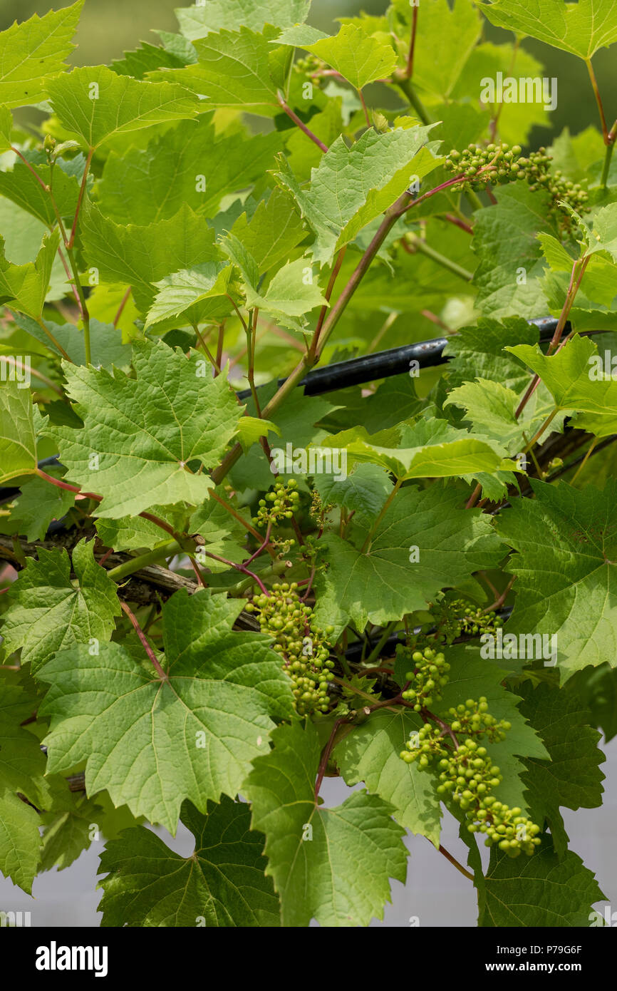 Trauben Reben wachsen auf und Torbogen Rankhilfe in einem Garten. Stockfoto