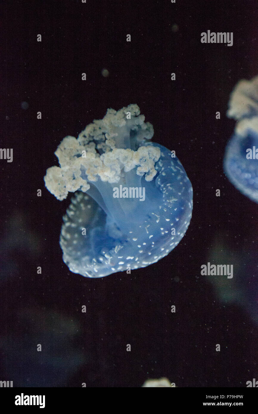 Blau gefärbten Australische Quallen Phyllorhiza punctata beschmutzt friedlich schwebt in Meerwasser. Stockfoto