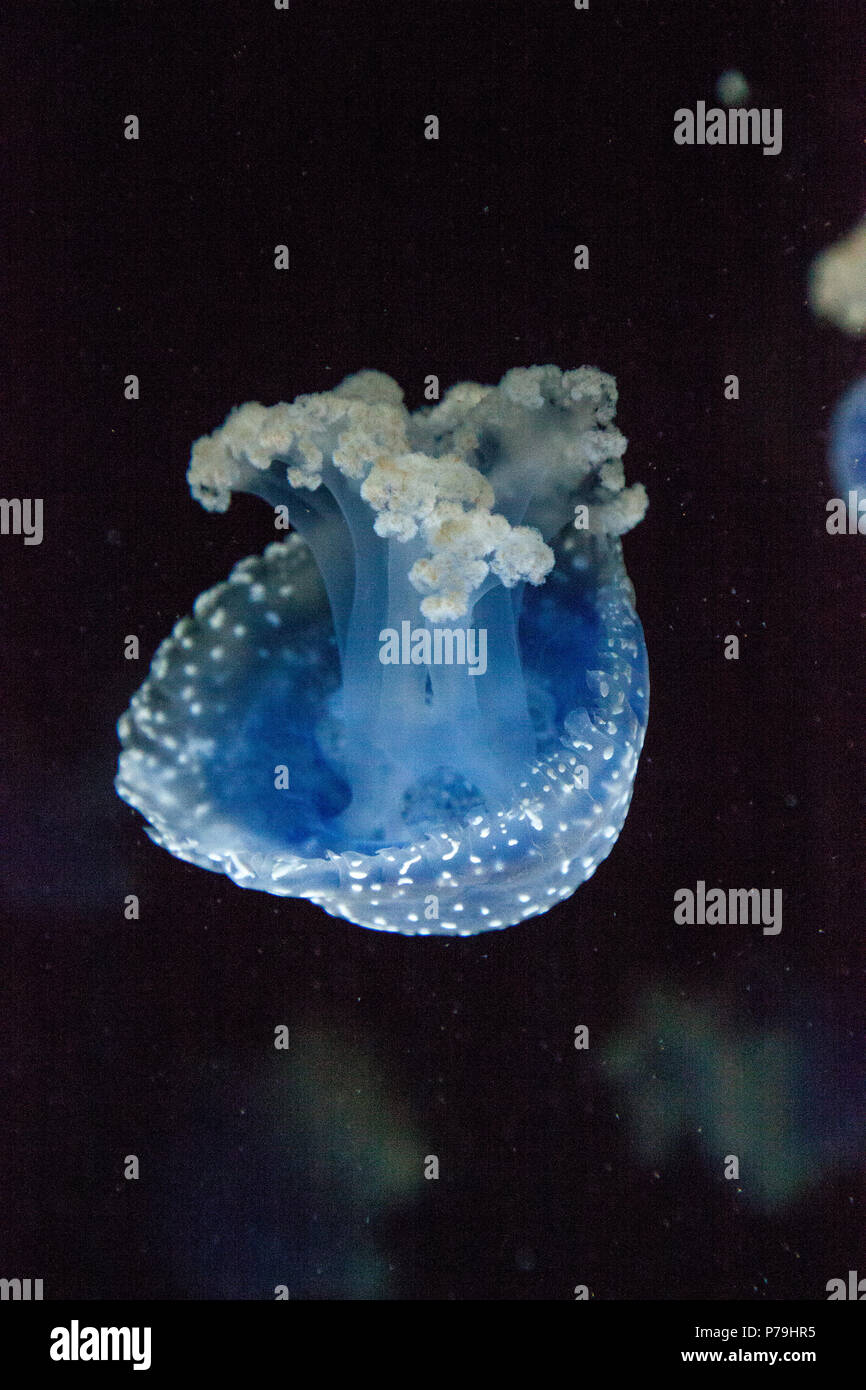 Blau gefärbten Australische Quallen Phyllorhiza punctata beschmutzt friedlich schwebt in Meerwasser. Stockfoto