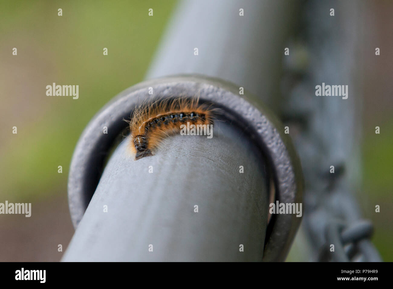 Ein Fuzzy-braun und schwarz Caterpillar locken um und schleicht entlang einem Metallzaun Stockfoto