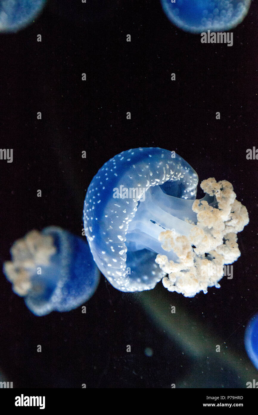 Blau gefärbten Australische Quallen Phyllorhiza punctata beschmutzt friedlich schwebt in Meerwasser. Stockfoto