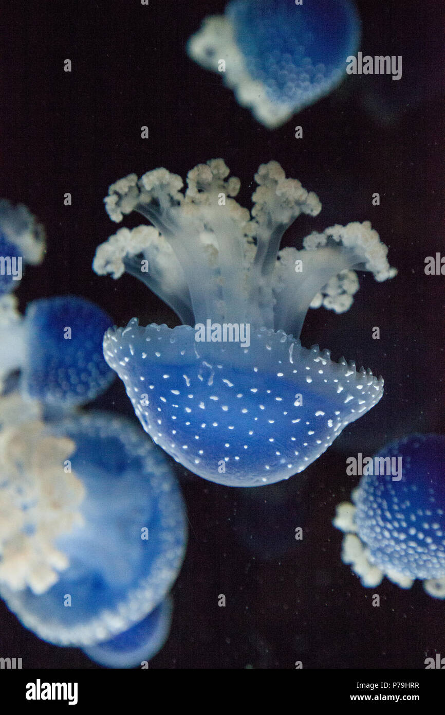 Blau gefärbten Australische Quallen Phyllorhiza punctata beschmutzt friedlich schwebt in Meerwasser. Stockfoto