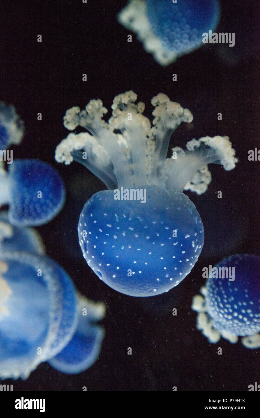 Blau gefärbten Australische Quallen Phyllorhiza punctata beschmutzt friedlich schwebt in Meerwasser. Stockfoto