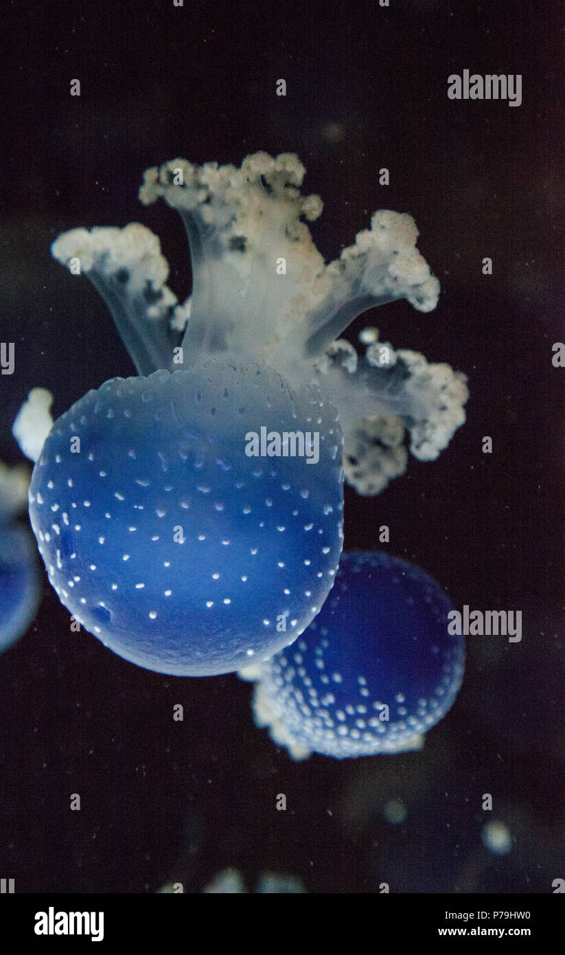 Blau gefärbten Australische Quallen Phyllorhiza punctata beschmutzt friedlich schwebt in Meerwasser. Stockfoto