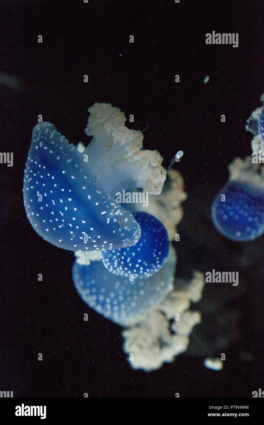Blau gefärbten Australische Quallen Phyllorhiza punctata beschmutzt friedlich schwebt in Meerwasser. Stockfoto