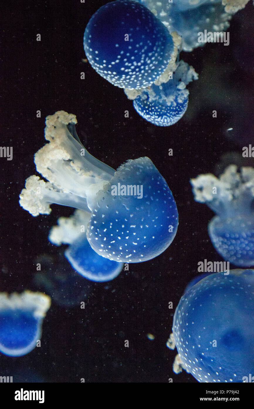 Blau gefärbten Australische Quallen Phyllorhiza punctata beschmutzt friedlich schwebt in Meerwasser. Stockfoto