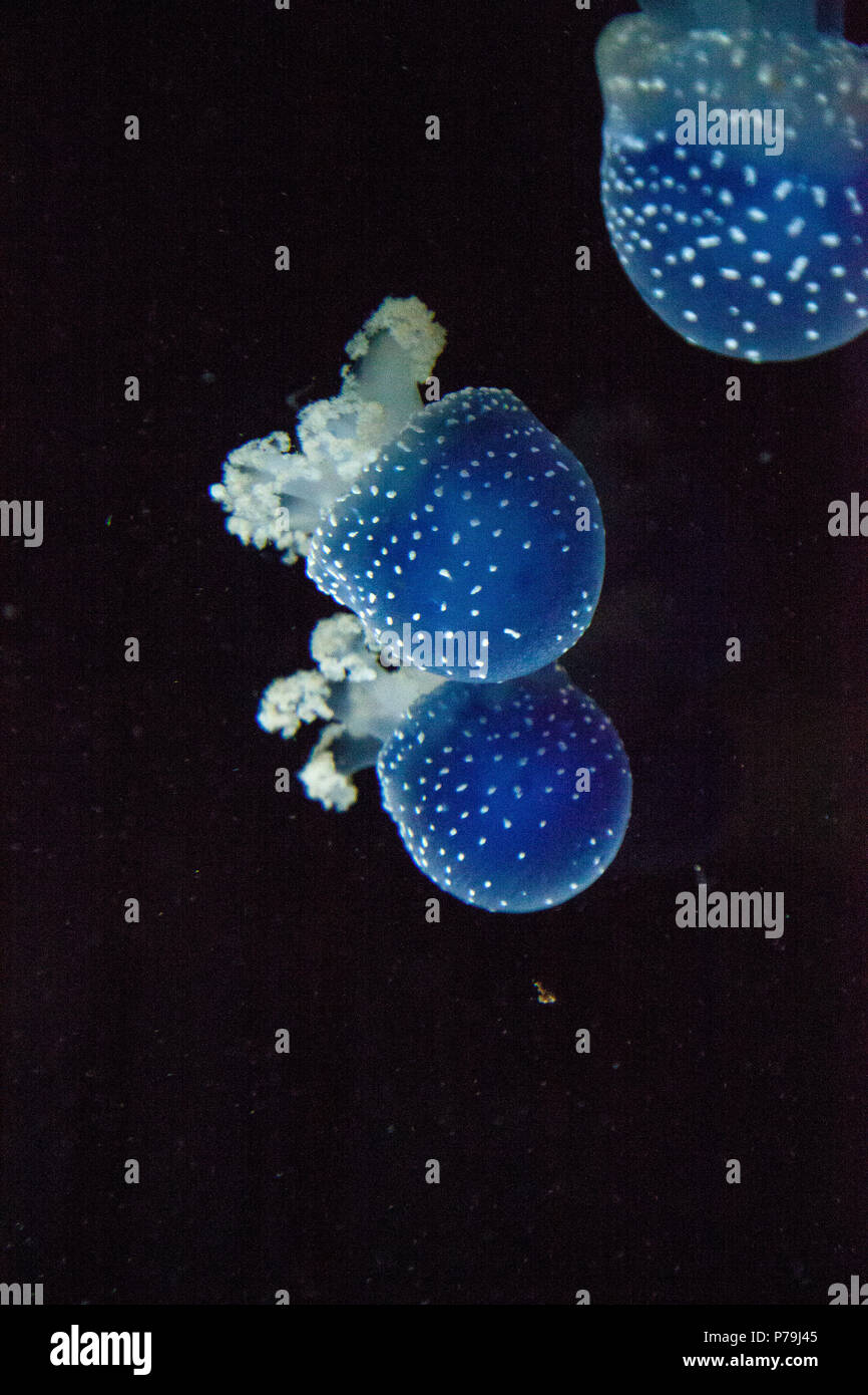 Blau gefärbten Australische Quallen Phyllorhiza punctata beschmutzt friedlich schwebt in Meerwasser. Stockfoto