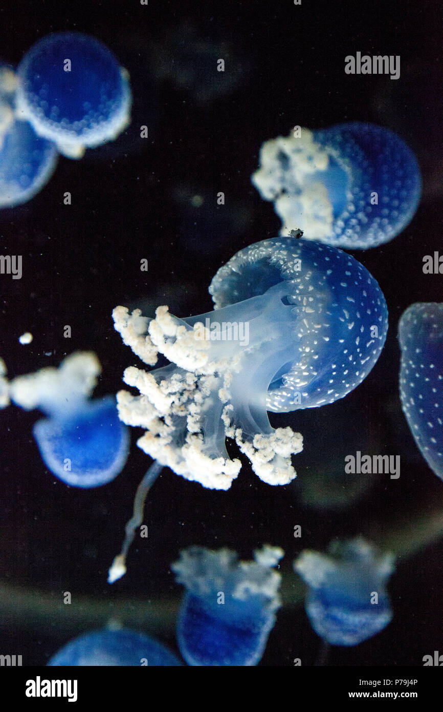 Blau gefärbten Australische Quallen Phyllorhiza punctata beschmutzt friedlich schwebt in Meerwasser. Stockfoto