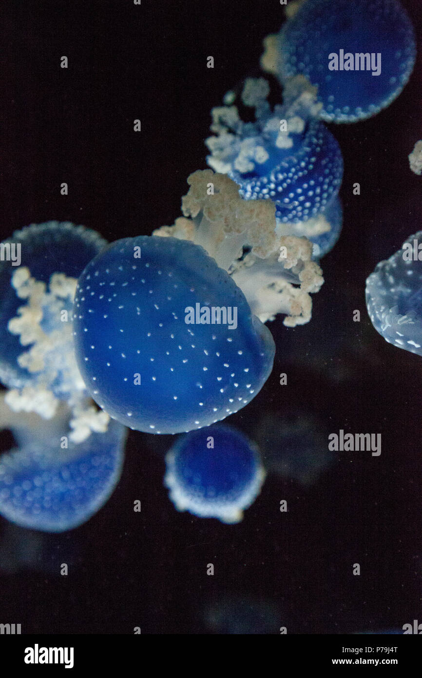 Blau gefärbten Australische Quallen Phyllorhiza punctata beschmutzt friedlich schwebt in Meerwasser. Stockfoto