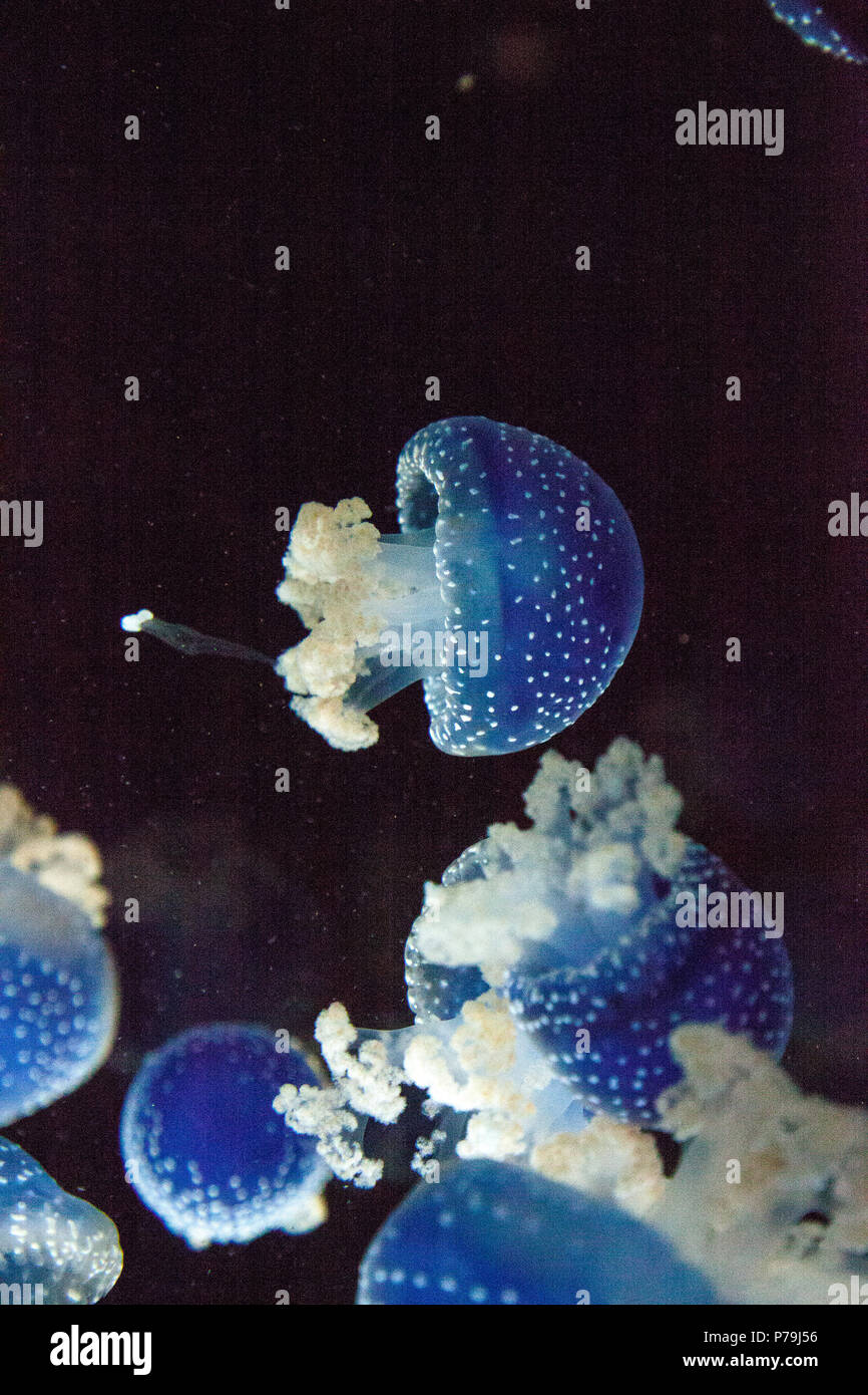 Blau gefärbten Australische Quallen Phyllorhiza punctata beschmutzt friedlich schwebt in Meerwasser. Stockfoto