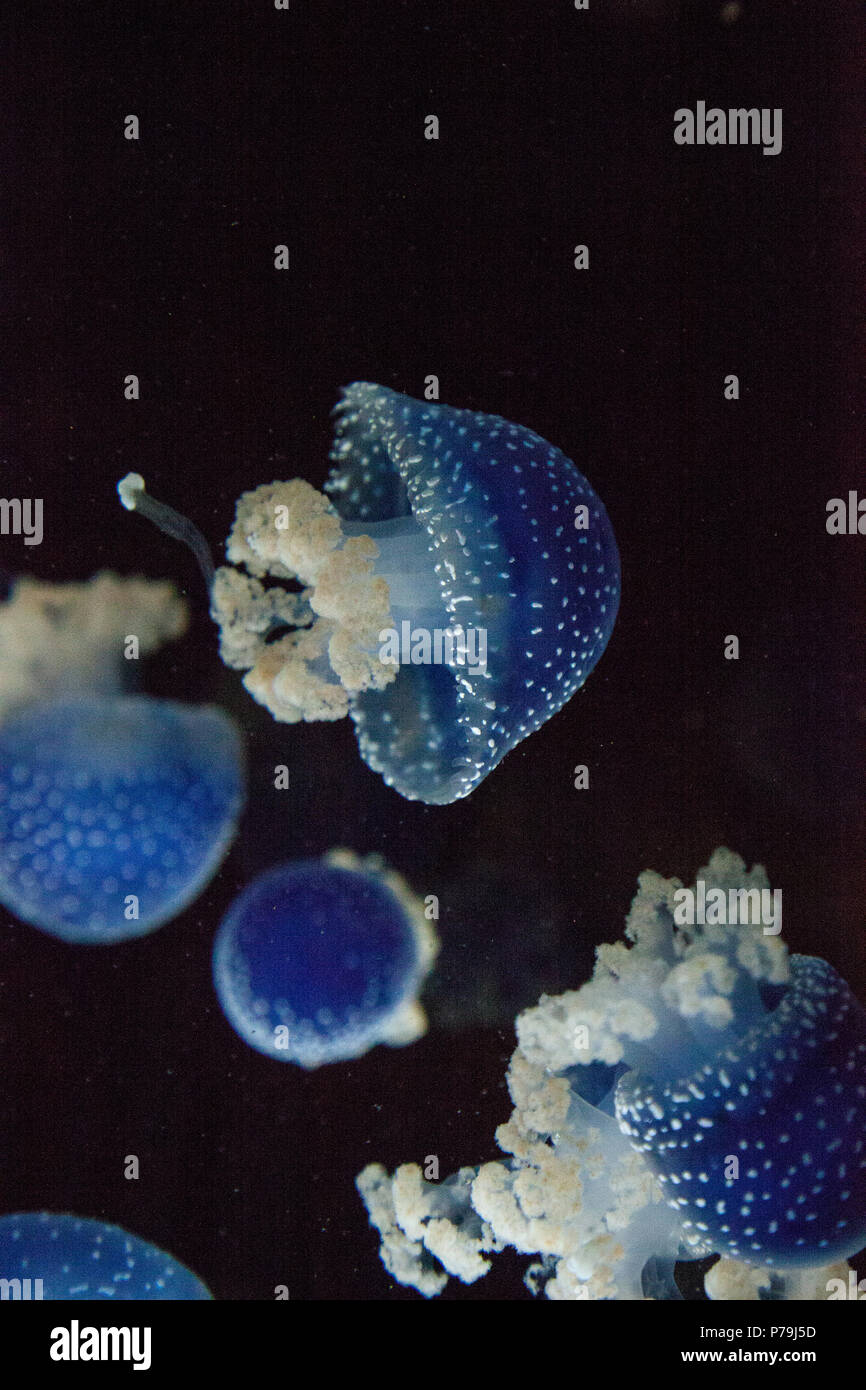 Blau gefärbten Australische Quallen Phyllorhiza punctata beschmutzt friedlich schwebt in Meerwasser. Stockfoto
