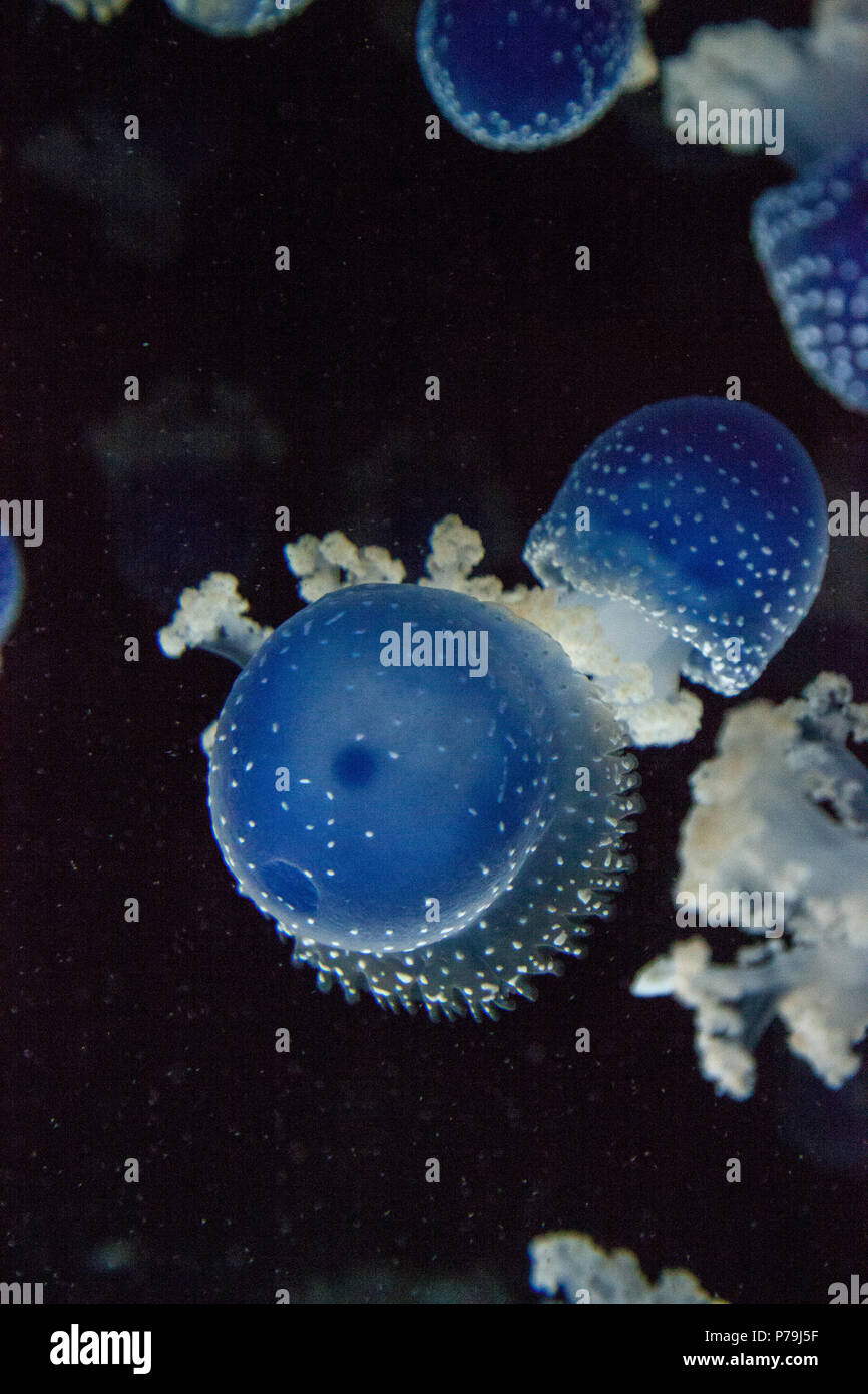 Blau gefärbten Australische Quallen Phyllorhiza punctata beschmutzt friedlich schwebt in Meerwasser. Stockfoto