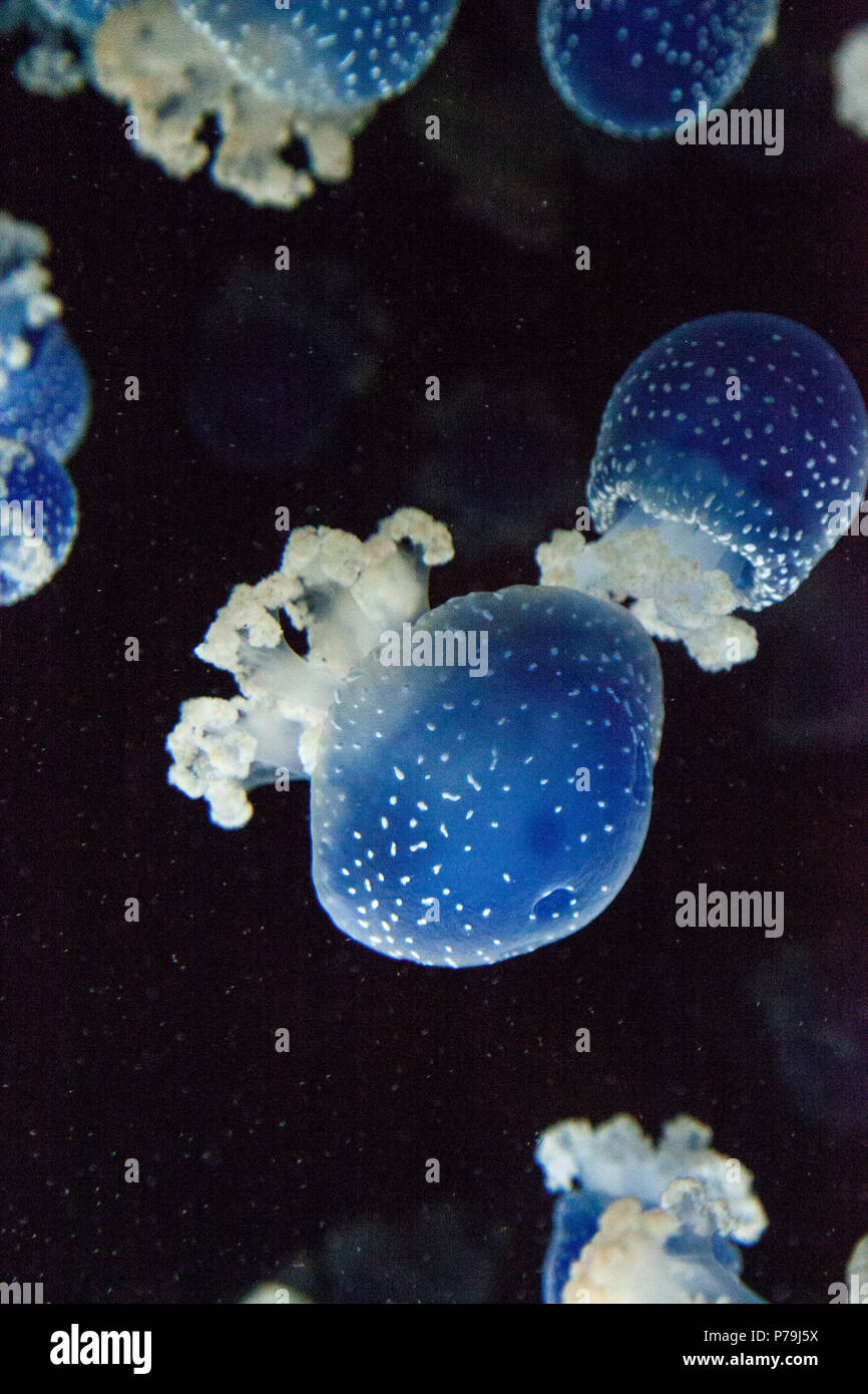 Blau gefärbten Australische Quallen Phyllorhiza punctata beschmutzt friedlich schwebt in Meerwasser. Stockfoto
