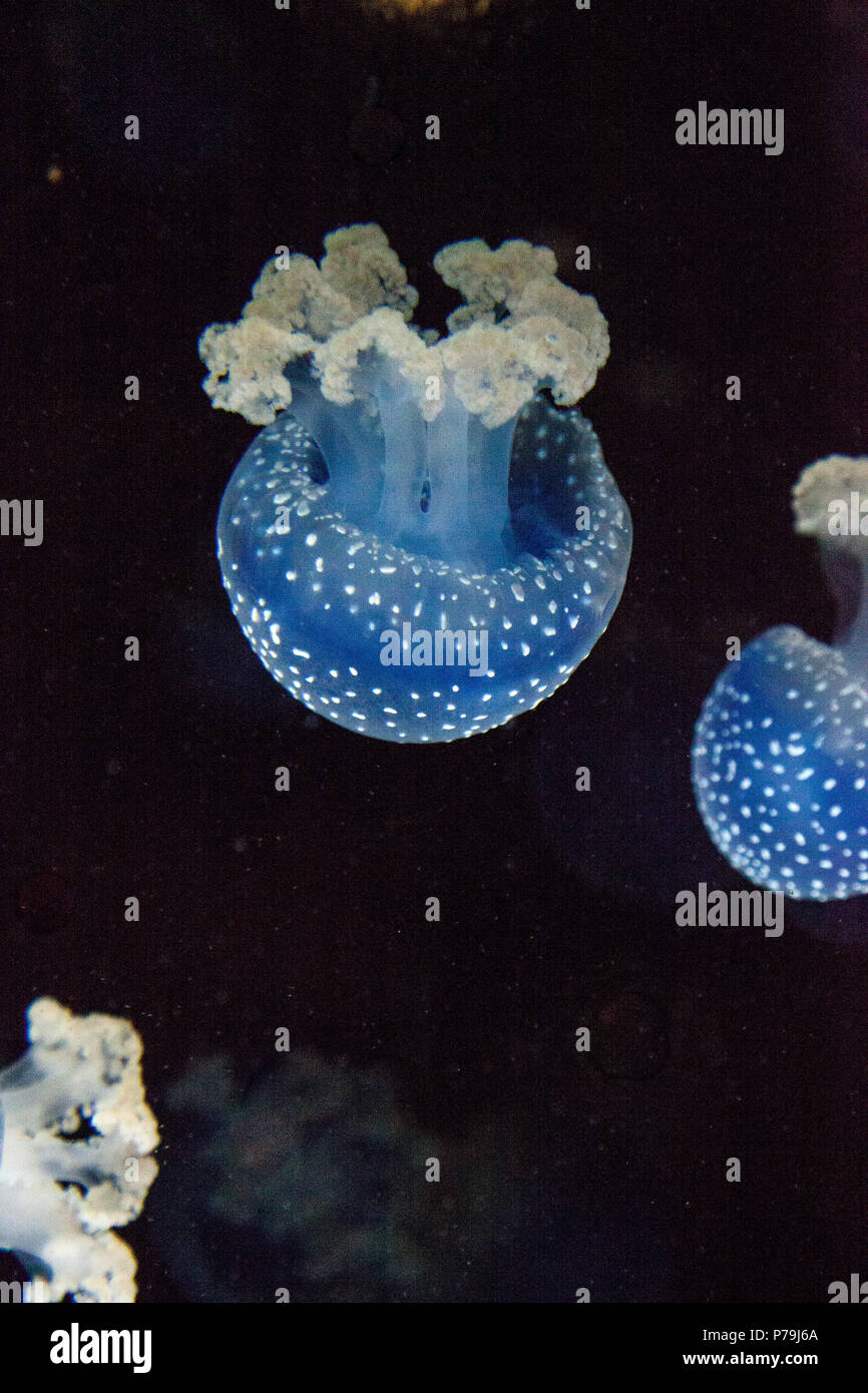 Blau gefärbten Australische Quallen Phyllorhiza punctata beschmutzt friedlich schwebt in Meerwasser. Stockfoto