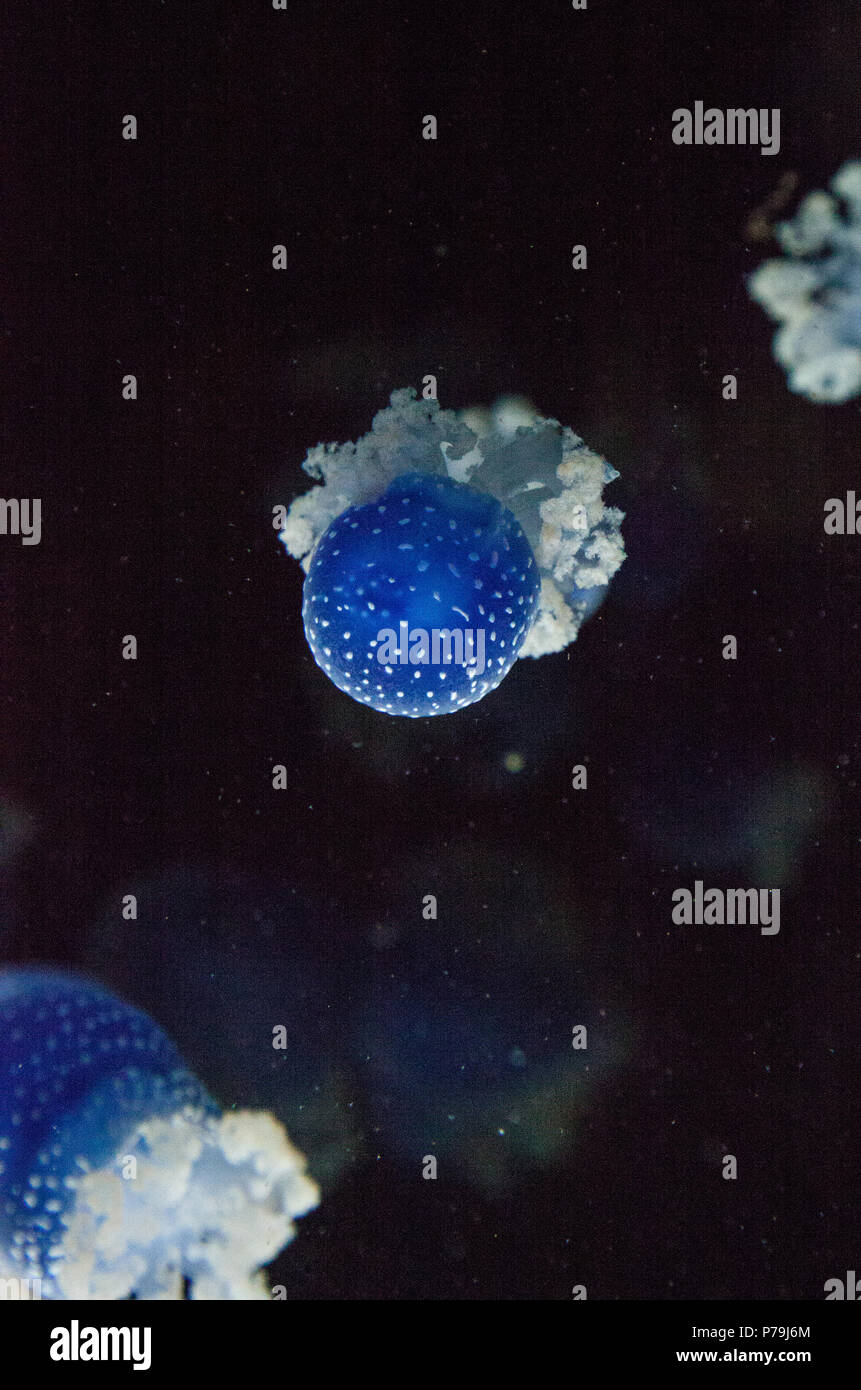 Blau gefärbten Australische Quallen Phyllorhiza punctata beschmutzt friedlich schwebt in Meerwasser. Stockfoto