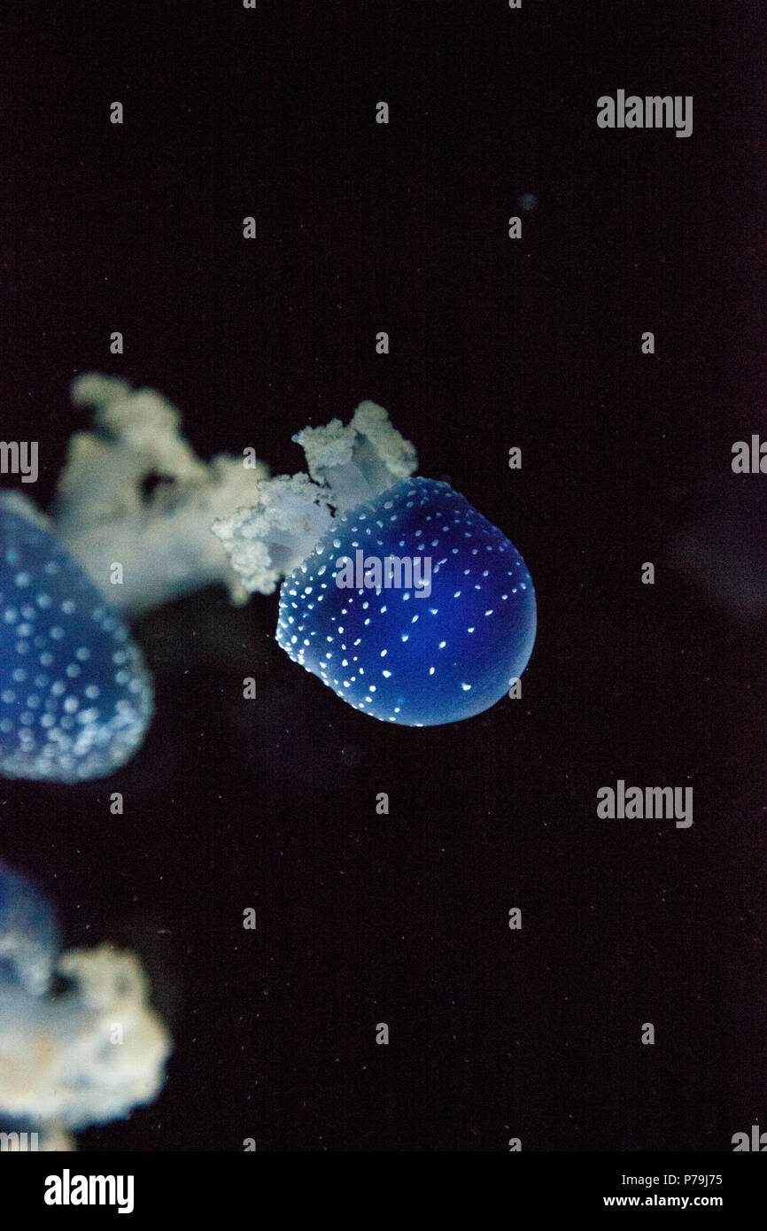 Blau gefärbten Australische Quallen Phyllorhiza punctata beschmutzt friedlich schwebt in Meerwasser. Stockfoto