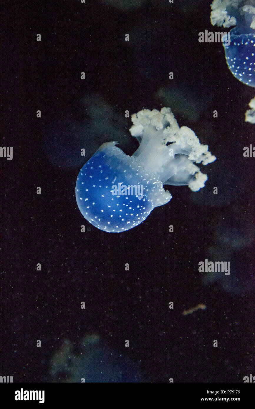 Blau gefärbten Australische Quallen Phyllorhiza punctata beschmutzt friedlich schwebt in Meerwasser. Stockfoto