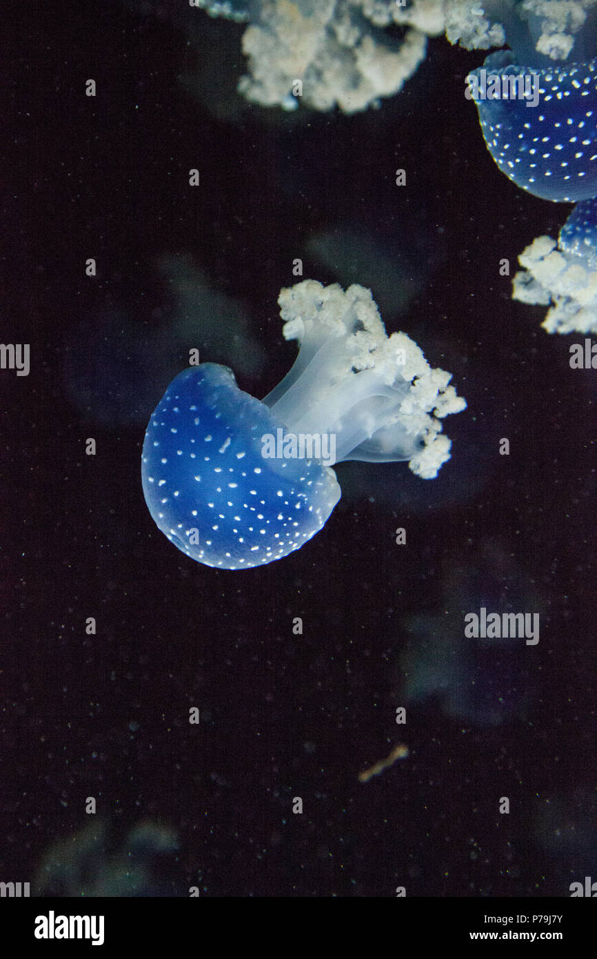 Blau gefärbten Australische Quallen Phyllorhiza punctata beschmutzt friedlich schwebt in Meerwasser. Stockfoto