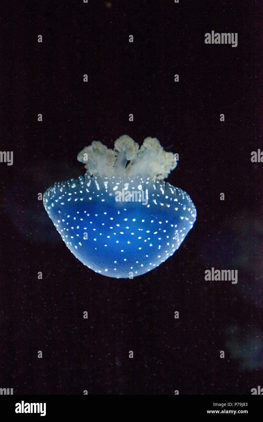 Blau gefärbten Australische Quallen Phyllorhiza punctata beschmutzt friedlich schwebt in Meerwasser. Stockfoto