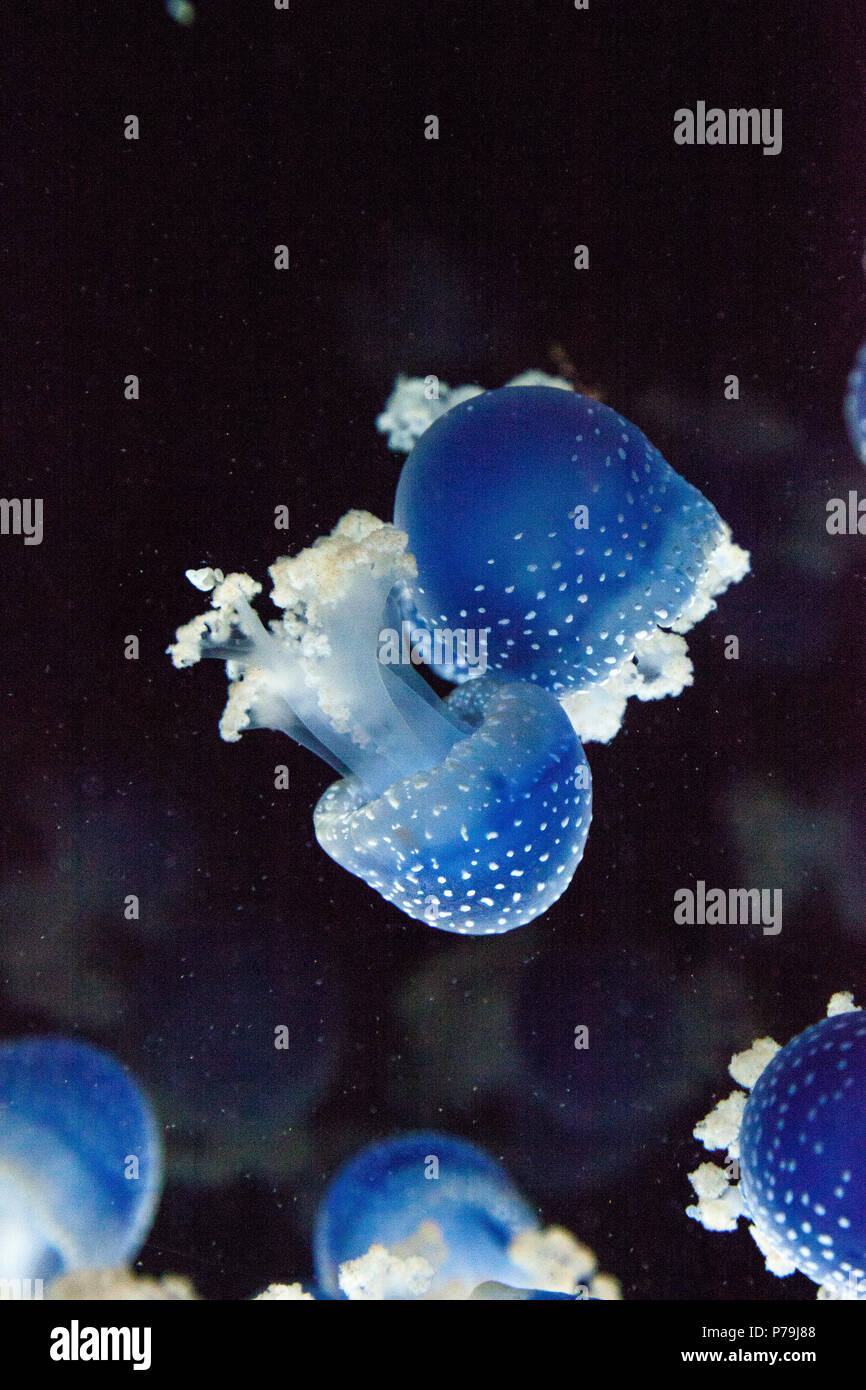 Blau gefärbten Australische Quallen Phyllorhiza punctata beschmutzt friedlich schwebt in Meerwasser. Stockfoto
