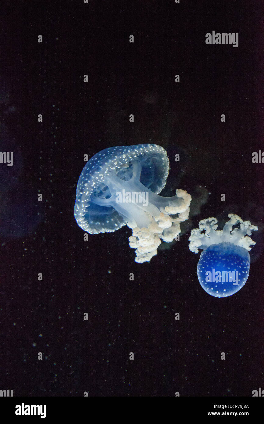 Blau gefärbten Australische Quallen Phyllorhiza punctata beschmutzt friedlich schwebt in Meerwasser. Stockfoto