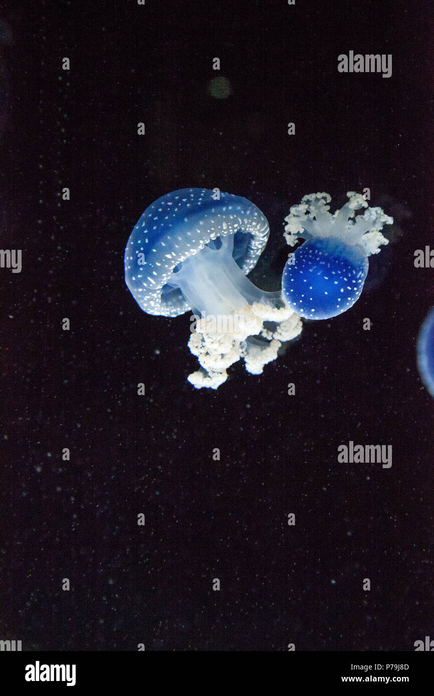 Blau gefärbten Australische Quallen Phyllorhiza punctata beschmutzt friedlich schwebt in Meerwasser. Stockfoto