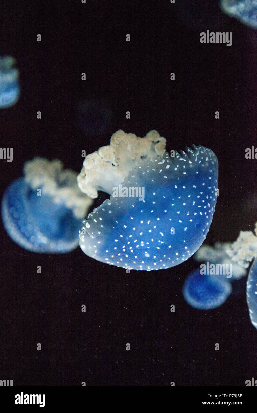 Blau gefärbten Australische Quallen Phyllorhiza punctata beschmutzt friedlich schwebt in Meerwasser. Stockfoto