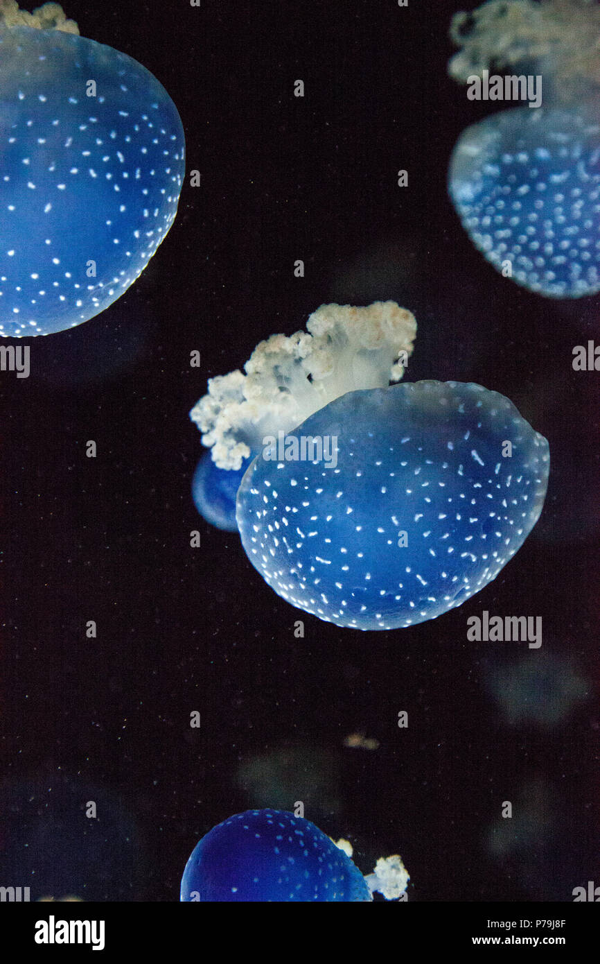 Blau gefärbten Australische Quallen Phyllorhiza punctata beschmutzt friedlich schwebt in Meerwasser. Stockfoto