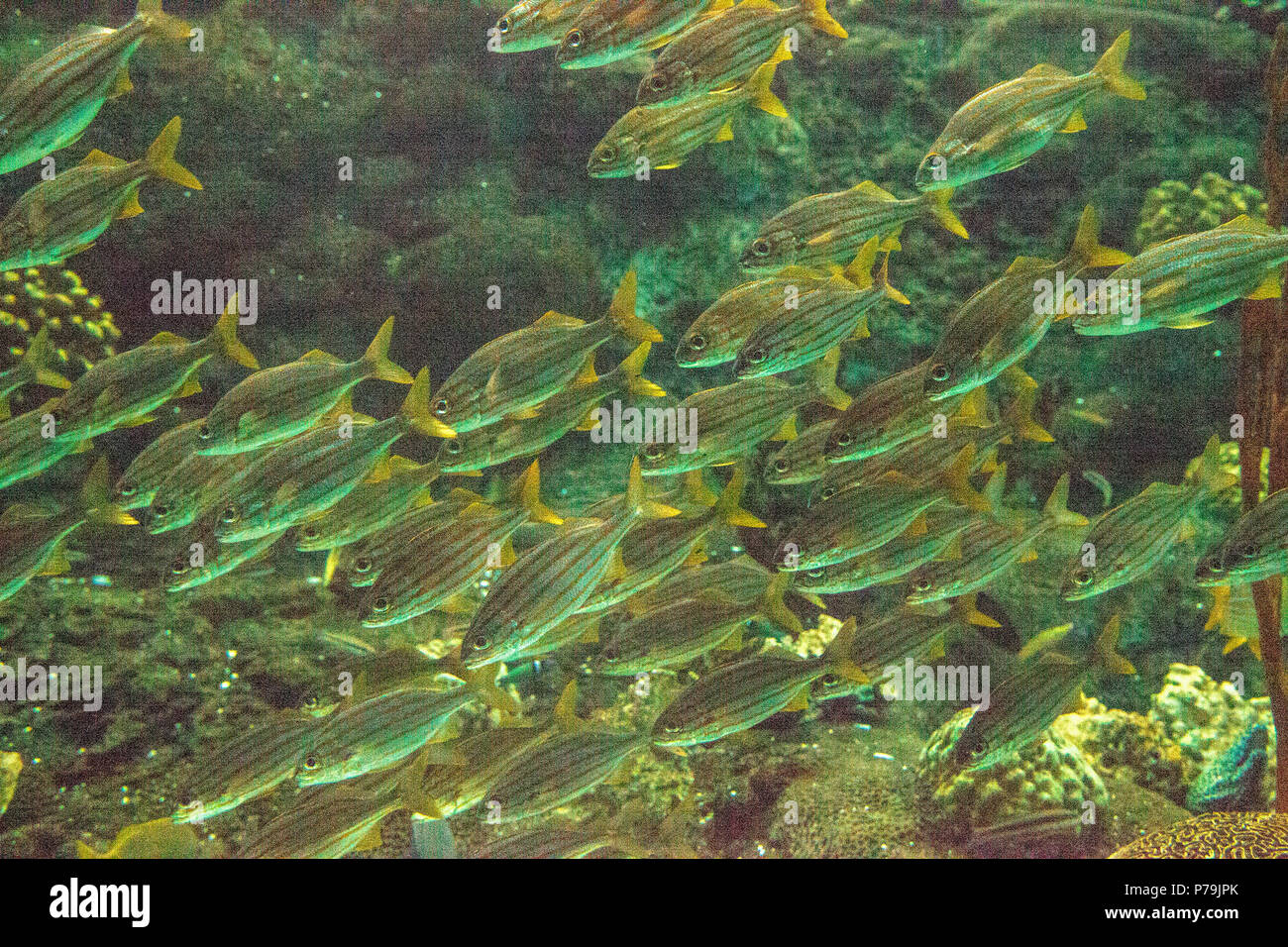 Schule der blau gestreiften grunzen Fische Haemulon sciurus Schwimmen im Kreise entlang einem Korallenriff. Stockfoto