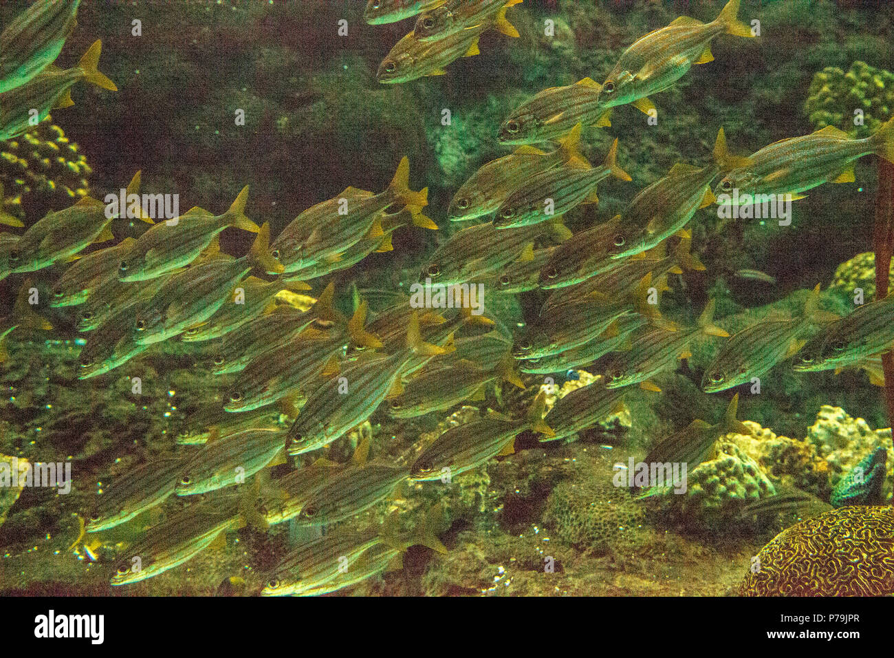 Schule der blau gestreiften grunzen Fische Haemulon sciurus Schwimmen im Kreise entlang einem Korallenriff. Stockfoto