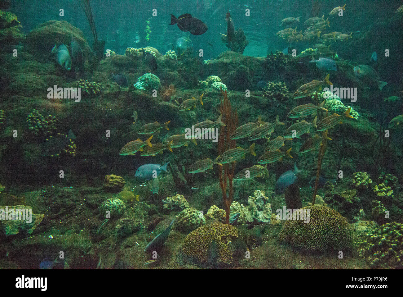 Schule der blau gestreiften grunzen Fische Haemulon sciurus Schwimmen im Kreise entlang einem Korallenriff. Stockfoto